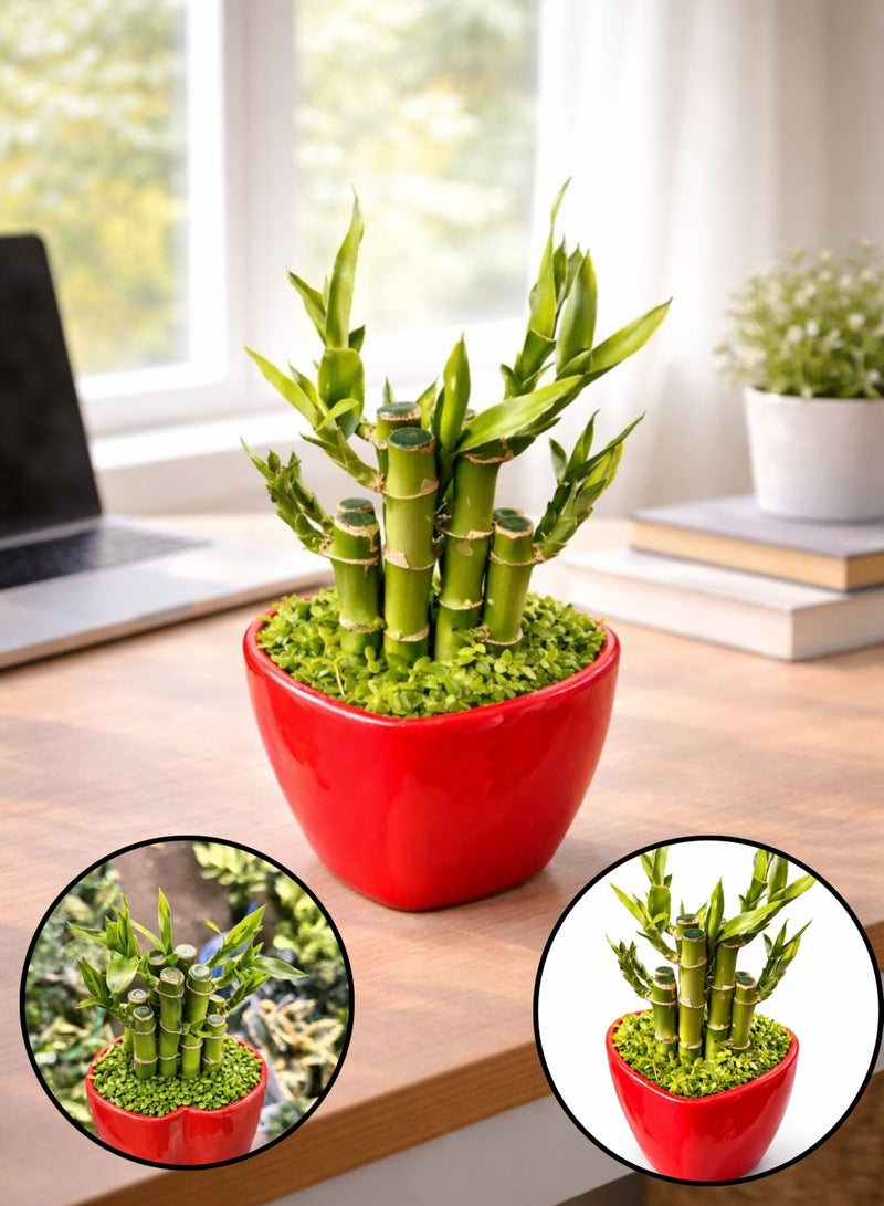 نبتة الخيزران المحظوظة الداخلية الطازجة (ارتفاع 12-20 سم) | خيزران محظوظ حيّ وفقًا لمبادئ فنغ شوي | خيزران زخرفي للطاولات | نبتة ديكور منزلية ومكتبية سهلة العناية - Image 1